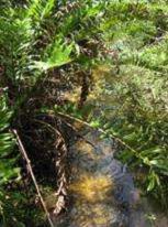 Fern Forest Park